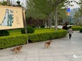 衡水天气预报30天准确一览表图片-衡水天气预报30天