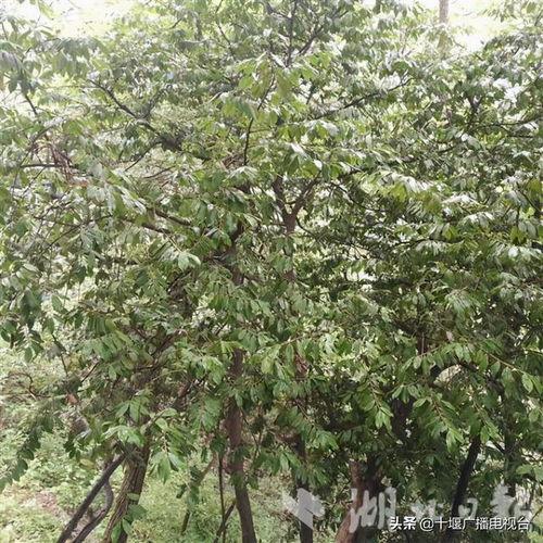 下载十堰天气预报-下载十堰天气预报到桌面上-第3张图片-雾华天气