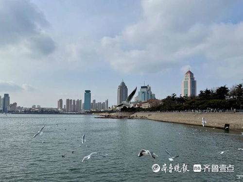 山东青岛天气预报7天查询最新消息视频-山东青岛天气预报7天-第1张图片-雾华天气