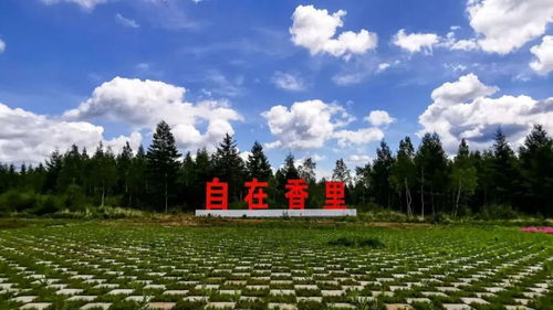 伊春天气预报15天-伊春天气预报15天查询结果预报-第3张图片-雾华天气