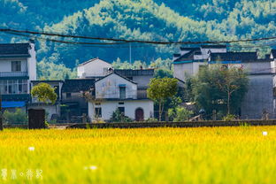 绩溪天气预报15天查询-安徽绩溪天气预报查询一周15天安-第2张图片-雾华天气